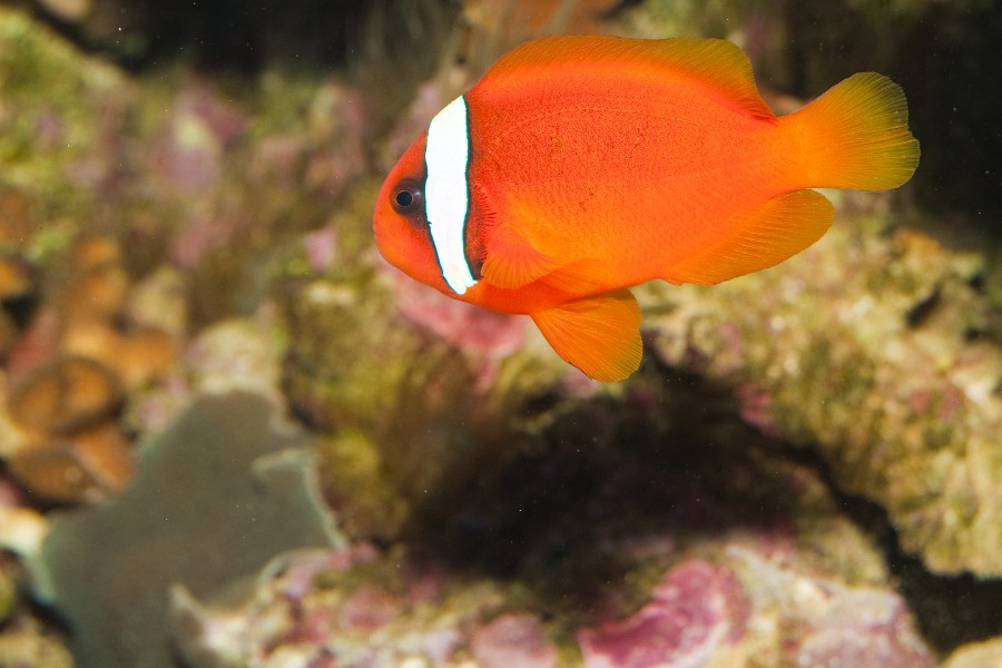 Tomato Clownfish (Amphiprion frenatus) in Aquarium